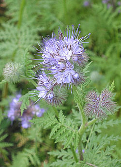 Des engrais verts dans votre jardin ?