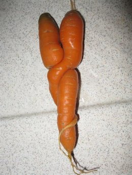 Un amour de carotte