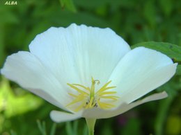 Pavot de Californie - Eschscholzia californica