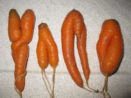 Un amour de carotte