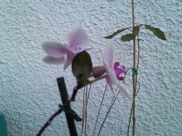 orchidée sur orchidée