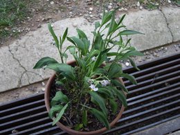 Poire-melon ou Melon-poire - Solanum muricatum