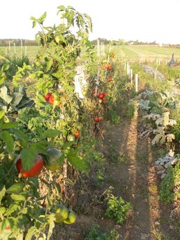 potager 2010 d'emmanuel