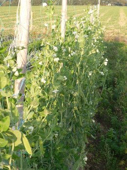 potager 2010 d'emmanuel