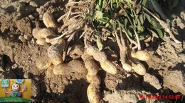 CACAHUETES