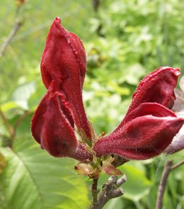 Qui suis-je / plante mystère n°1 ?