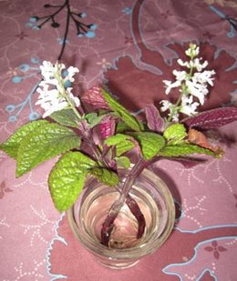 Plectranthus