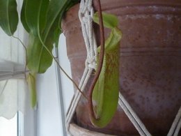 Nepenthes miranda juin 2009