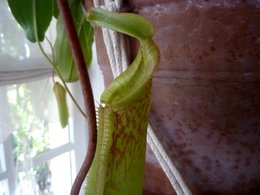 Nepenthes miranda juin 2009