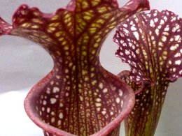 Sarracenia