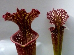 Sarracenia