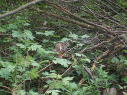 rencontre sauvage en forêts