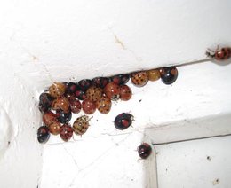 Coccinelle