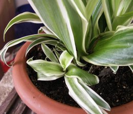 Chlorophytum - Phalangère - Plante araignée