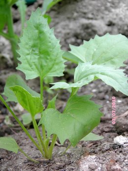 Qui suis-je ? plante mystère n° 39