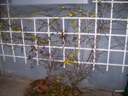 jasmin .......
