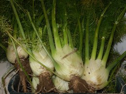 potager 2010 d'emmanuel