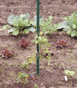 Tuteurs pour légumes