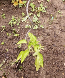 Tuteurs pour légumes