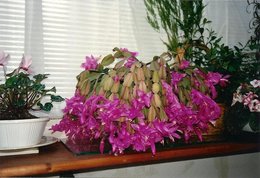 Cactus de Noël - Schlumbergera