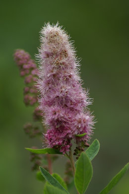 Buddleia davidii - Arbre aux papillons