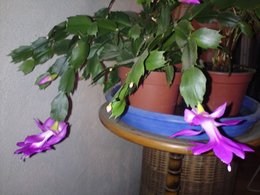 Cactus de Noël - Schlumbergera