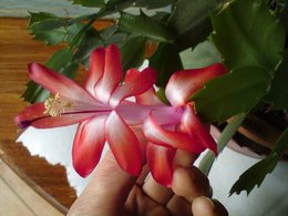 Cactus de Noël - Schlumbergera