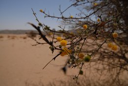 plantes fleuries du désert 