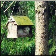 Mésange charbonnière - Oiseau