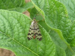 Livre : Les insectes au jardin - En quête d’un jardin écologique