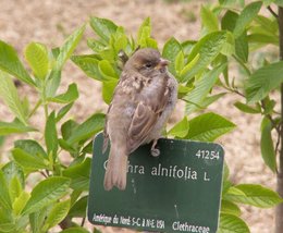 Petit oiseau