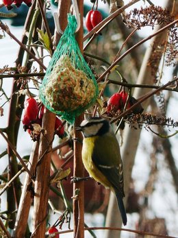 les oiseaux 