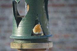 les oiseaux 