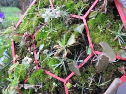 Cadre végétal et autres décos fleuris d'intérieur.