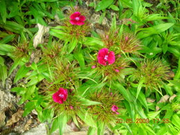 Le  jardin avance tout doucement, et la maison fleurie....