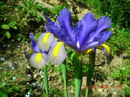 Le  jardin avance tout doucement, et la maison fleurie....