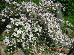 Le  jardin avance tout doucement, et la maison fleurie....