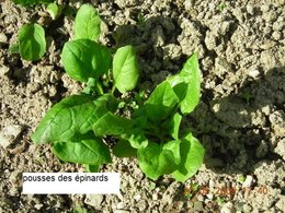 Le  jardin avance tout doucement, et la maison fleurie....