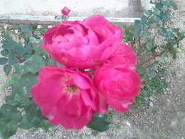 Les roses de nos jardins