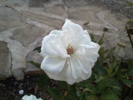 Les roses de nos jardins