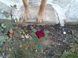 Les roses de nos jardins