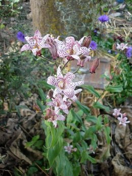 Tricyrtis