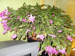 Cactus de Noël - Schlumbergera