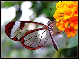 Papillon transparent...