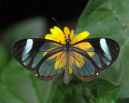 Papillon transparent...