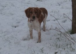 Cadeaux de Noël pour les animaux de compagnie