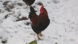 Cadeaux de Noël pour les animaux de compagnie