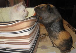 Cadeaux de Noël pour les animaux de compagnie