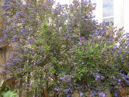 C&eacute;anothe - Ceanothus