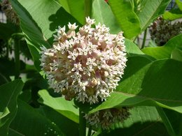 Asclepias syriaca - Herbe aux perruches